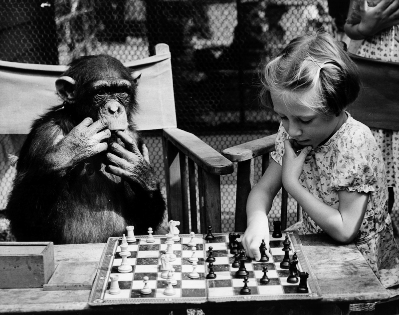 Illustration for article titled Strange Historic Photos Of Intelligent Animals